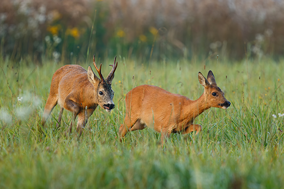 Almanac Image Jul 25